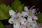 Parsley hawthorn